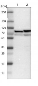 Anti-PDIA4 antibody produced in rabbit HPA006140-100UL