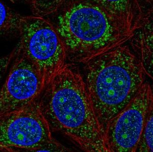 Anti-PDK3 antibody produced in rabbit 