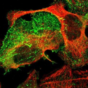 Anti-PDLIM2 antibody produced in rabbit 