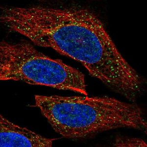 Anti-PDPK1 antibody produced in rabbit 