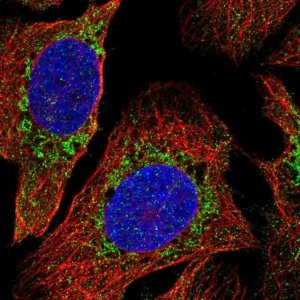 Anti-PDPR antibody produced in rabbit 