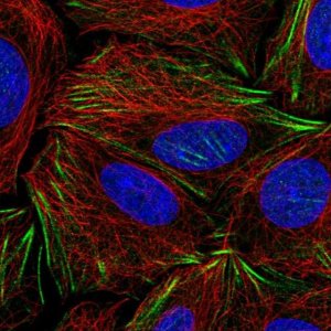 Anti-PDRG1 antibody produced in rabbit 