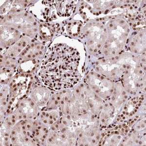 Anti-PDS5B antibody produced in rabbit 