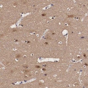 Anti-PDXP antibody produced in rabbit 