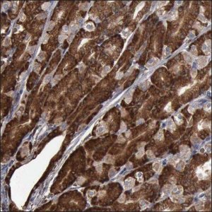 Anti-PDXP antibody produced in rabbit HPA001099-100UL