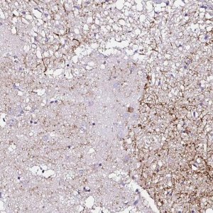 Anti-PDYN antibody produced in rabbit 