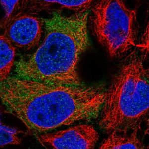 Anti-PDZRN3 antibody produced in rabbit 