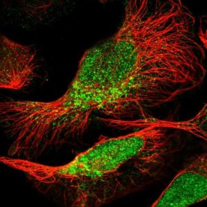 Anti-PEA15 antibody produced in rabbit 