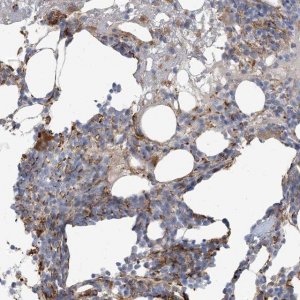 Anti-PEAR1 antibody produced in rabbit 