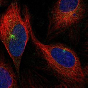 Anti-PEAR1 antibody produced in rabbit 