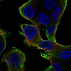 Anti-PEBP1 antibody produced in rabbit 