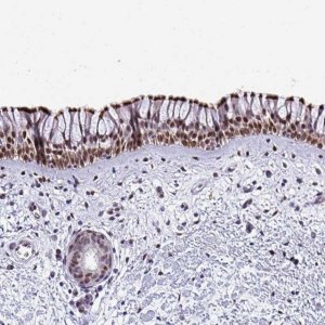 Anti-PELI2 antibody produced in rabbit HPA053182-100UL