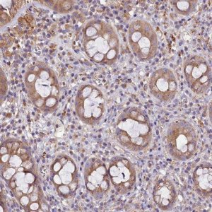 Anti-PEMT antibody produced in rabbit 