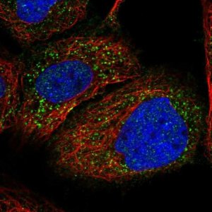 Anti-PEX1 antibody produced in rabbit 