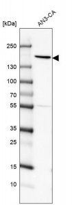 Anti-PEX1 antibody produced in rabbit 