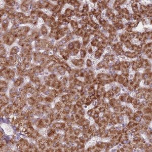 Anti-PEX11B antibody produced in rabbit HPA050104-100UL