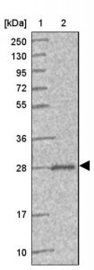 Anti-PEX11B antibody produced in rabbit HPA050104-100UL