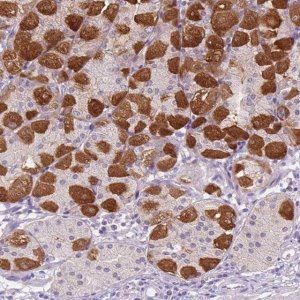 Anti-PEX11G antibody produced in rabbit 