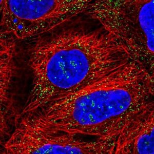 Anti-PEX14 antibody produced in rabbit 