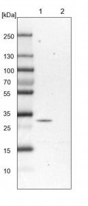 Anti-PEX16 antibody produced in rabbit HPA043286-100UL