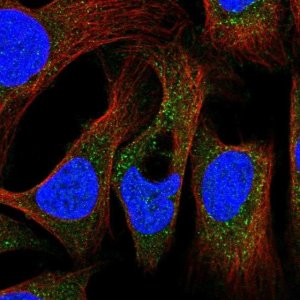 Anti-PEX19 antibody produced in rabbit HPA051966-100UL