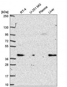 Anti-PEX19 antibody produced in rabbit HPA051966-100UL