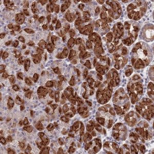 Anti-PEX7 antibody produced in rabbit 
