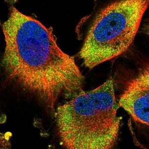 Anti-PFDN2 antibody produced in rabbit 