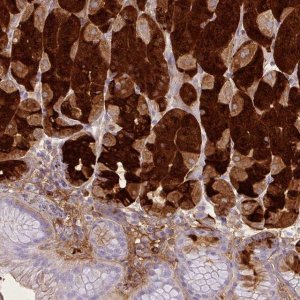 Anti-PGA3 antibody produced in rabbit 