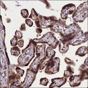 Anti-PGF antibody produced in rabbit HPA041624-100UL