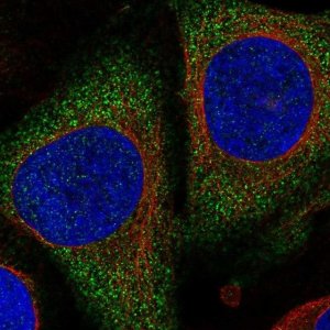Anti-PGGHG antibody produced in rabbit 