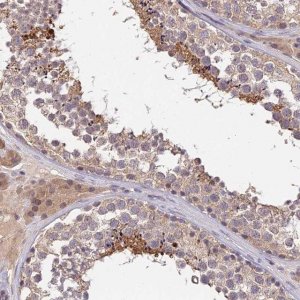 Anti-PGK1 antibody produced in rabbit 