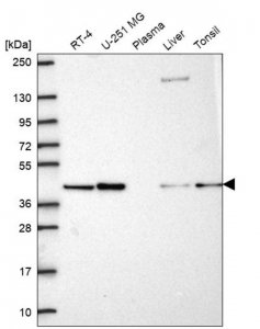 Anti-PGK2 antibody produced in rabbit 