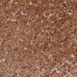Anti-PGM1 antibody produced in rabbit HPA046329-100UL