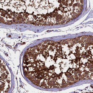 Anti-PGPEP1L antibody produced in rabbit 