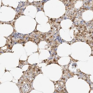 Anti-PHACTR2 antibody produced in rabbit 