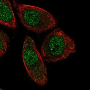 Anti-PHACTR3 antibody produced in rabbit 