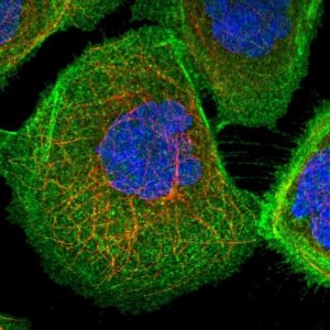 Anti-PHACTR4 antibody produced in rabbit 
