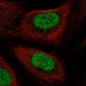Anti-PHAX antibody produced in rabbit HPA059630-100UL