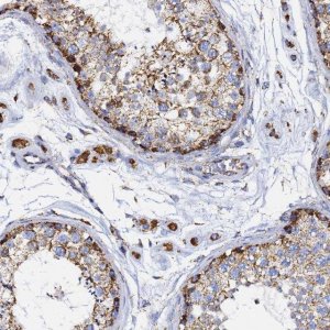 Anti-PHB2 antibody produced in rabbit HPA039874-100UL
