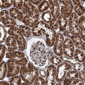 Anti-PHC3 antibody produced in rabbit 