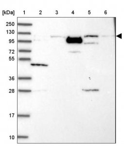 Anti-PHC3 antibody produced in rabbit 