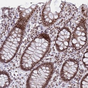 Anti-PHF10 antibody produced in rabbit 