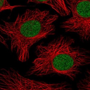 Anti-PHF10 antibody produced in rabbit 