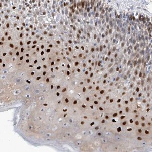 Anti-PHF20 antibody produced in rabbit 