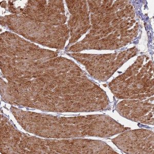 Anti-PHF21A antibody produced in rabbit 