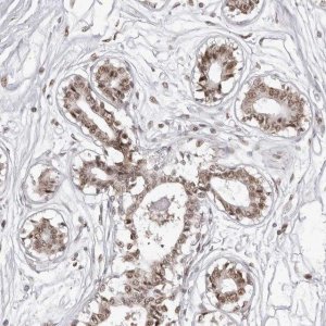 Anti-PHF3 antibody produced in rabbit 