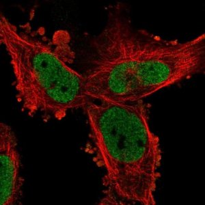 Anti-PHIP antibody produced in rabbit 