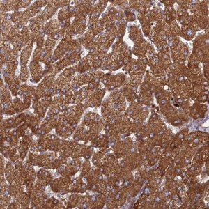 Anti-PHKA2 antibody produced in rabbit 