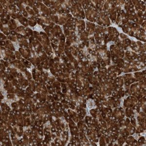 Anti-PHOSPHO2 antibody produced in rabbit 